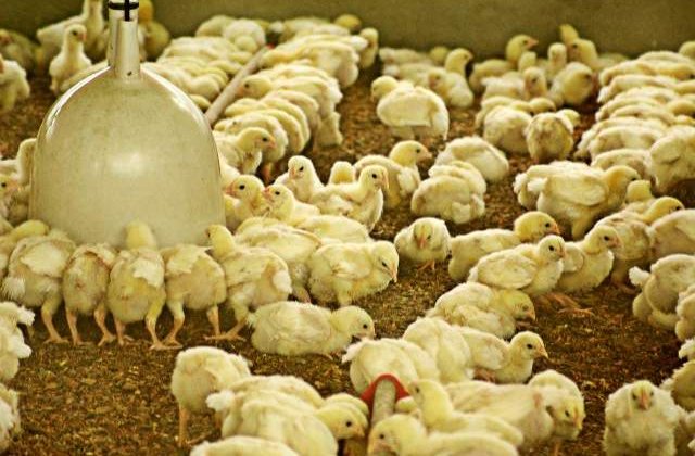 ANSVSA a descoperit 53 de tone de carne de pui contaminata cu Salmonella