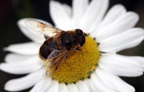 Studiu: Veninul albinelor ar putea preveni raspandirea HIV