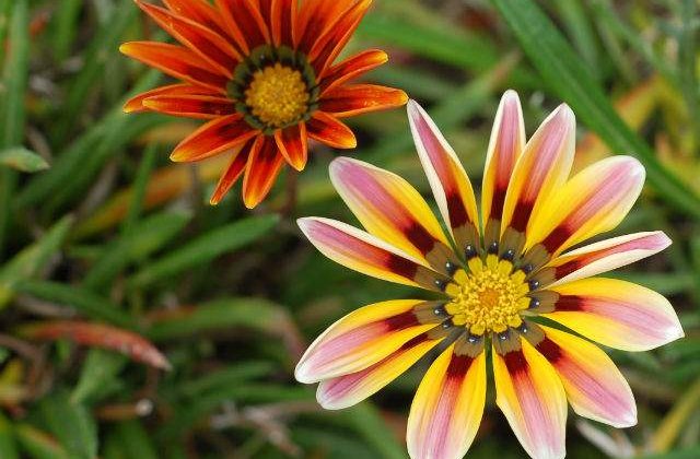 Cate milioane de euro da Romania pe florile de import