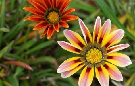 Cate milioane de euro da Romania pe florile de import