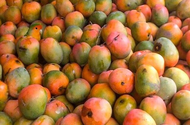 Acul din carul cu fân: Poți găsi animalele ascunse în aceste imagini?