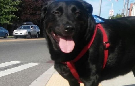 Eclipse, câinele care ia autobuzul pentru a se plimba singur prin parc