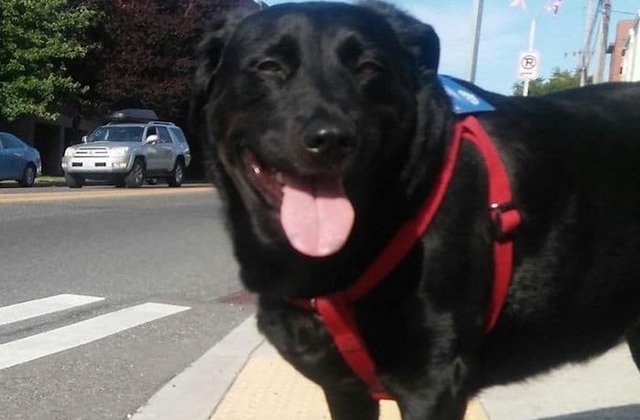 Eclipse, câinele care ia autobuzul pentru a se plimba singur prin parc