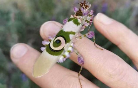 FOTO Formidabila călugăriță cu flori: descoperirea făcută de o femeie în timp ce își îngrijea grădina