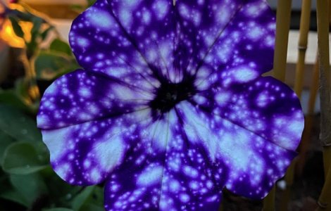  Top  Natura nu încetează să ne surprindă! 15 fotografii în care putem descoperi micile miracole