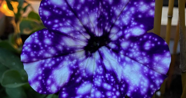  Top  15 fotografii în care natura te va surprinde!