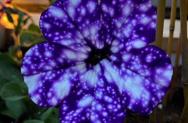 Natura nu încetează să ne surprindă! 15 fotografii în care putem descoperi micile miracole