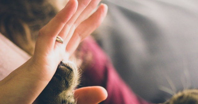  Top  Puterea vindecătoare a iubirii: 10 animale înainte și după ce au fost adoptate