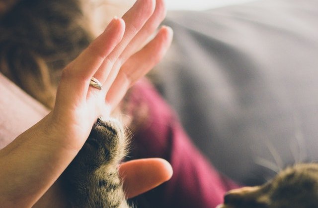 Puterea vindecătoare a iubirii: 10 animale înainte și după ce au fost adoptate