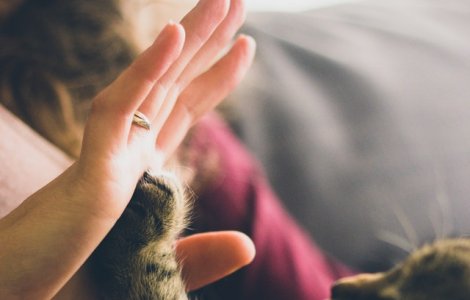  Top  Puterea vindecătoare a iubirii: 10 animale înainte și după ce au fost adoptate