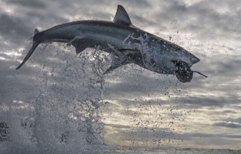 VIDEO Cel mai înalt salt înregistrat de un rechin alb. A "zburat" 4.5 metri în aer