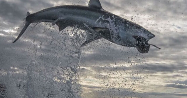 Cel mai înalt salt înregistrat de un rechin alb. A "zburat" 4.5 metri în aer