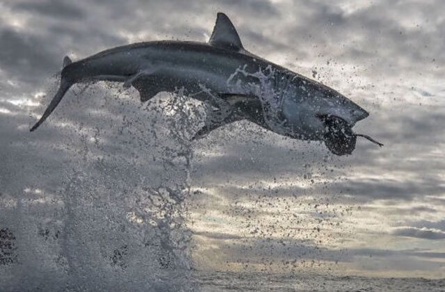 VIDEO Cel mai înalt salt înregistrat de un rechin alb. A "zburat" 4.5 metri în aer