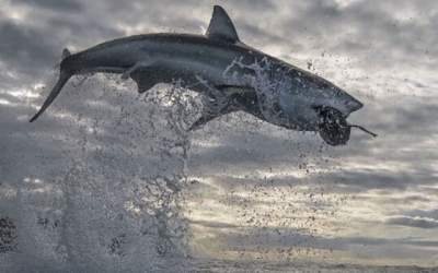 VIDEO Cel mai înalt salt...