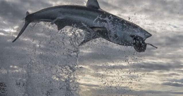 Cel mai înalt salt înregistrat de un rechin alb. A "zburat" 4.5 metri în aer