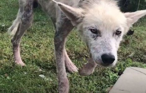 FOTO Cruzime fără limite: Și-a înfometat câinele pentru a se răzbuna pe soție pentru că a divorțat de el