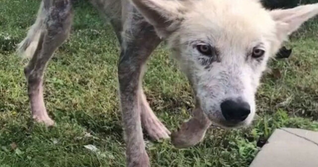 Și-a înfometat câinele pentru a se răzbuna pe soție pentru că a divorțat