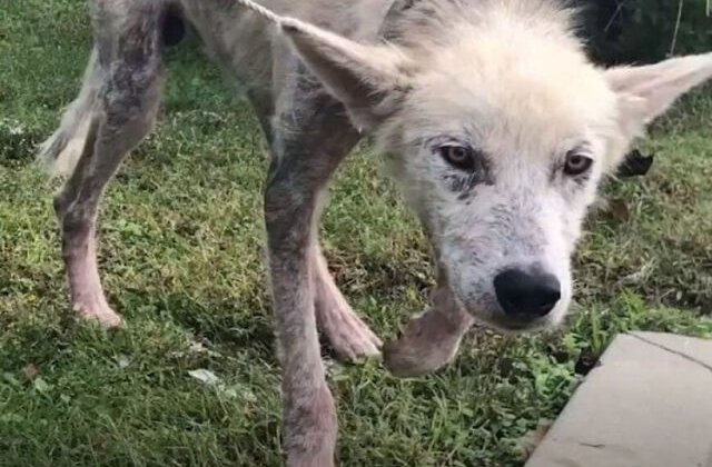 FOTO Cruzime fără limite: Și-a înfometat câinele pentru a se răzbuna pe soție pentru că a divorțat de el