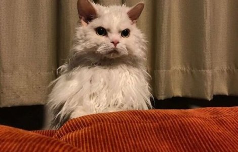 FOTO Chirico, pisicuța care pare să nu fie niciodată mulțumită