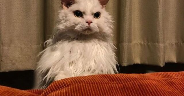 FOTO Chirico, pisicuța care pare să nu fie niciodată mulțumită