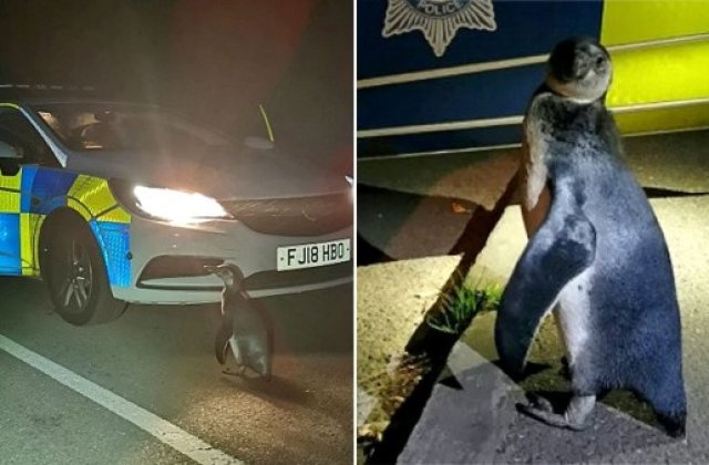 Apariție surprinzătoare pe o stradă din Marea Britanie! Ce a găsit un echipaj de poliție care patrula duminică seară