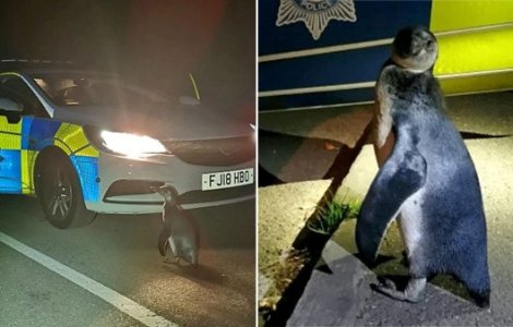 Apariție surprinzătoare pe o stradă din Marea Britanie! Ce au găsit polițiștii