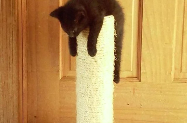 Nu sunt deloc pretențioase! 15 fotografii care ne arată că animalele pot dormi oriunde