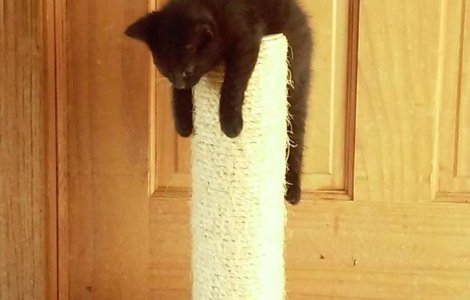  Top  Nu sunt deloc pretențioase! 15 fotografii care ne arată că animalele pot dormi oriunde