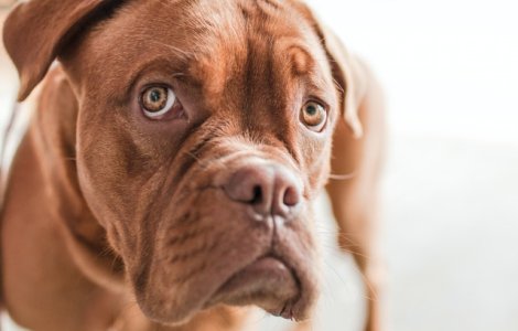  Top  Evită-le cu orice preț! 7 alimente toxice pentru animalul tău de companie