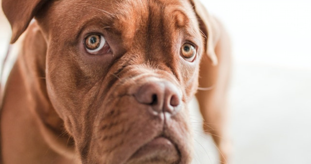  Top  Evită-le cu orice preț! 7 alimente toxice pentru animalul tău de companie