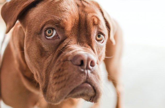 Evită-le cu orice preț! 7 alimente toxice pentru animalul tău de companie