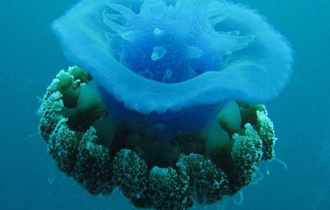 Made in Japan: Bomboane din meduze