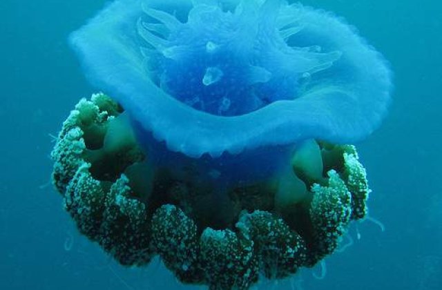 Made in Japan:  Bomboane din meduze