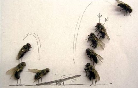 Arta din muste moarte