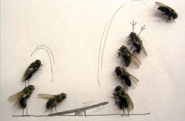 Arta din muste moarte