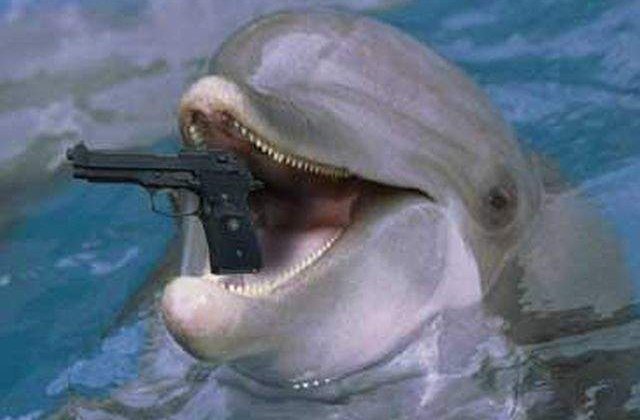 Trei delfini inarmati au scapat in largul Marii Negre