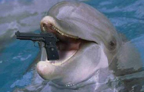 Trei delfini inarmati au scapat in largul Marii Negre