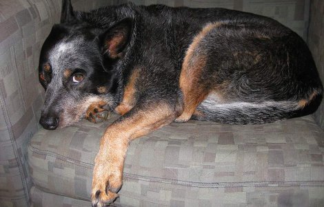 Senat: Pot fi eutanasiati doar cainii bolnavi incurabil