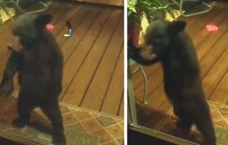 VIDEO Pui de urs certat de mamă pentru că trăgea cu ochiul în casele oamenilor