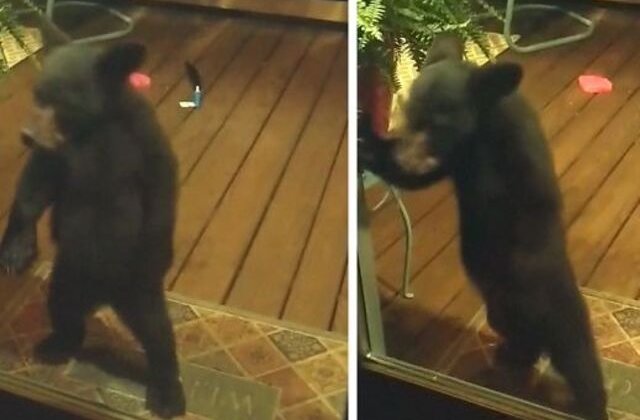 VIDEO Pui de urs certat de mamă pentru că trăgea cu ochiul în casele oamenilor
