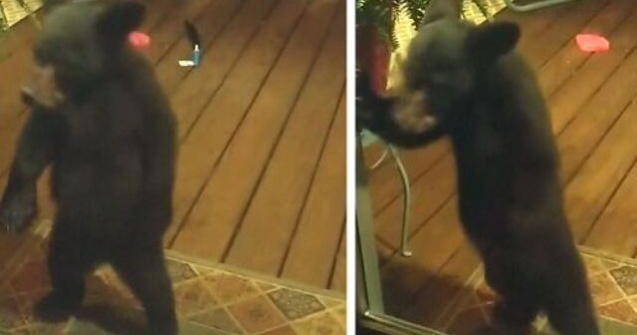 VIDEO Pui de urs certat de mamă pentru că trăgea cu ochiul în casele oamenilor