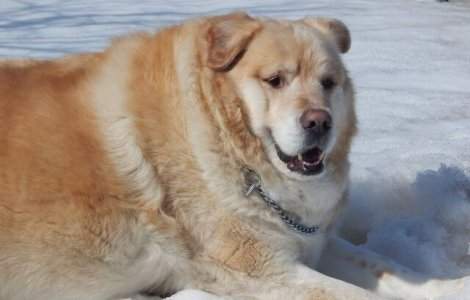 FOTO A vrut să își eutanasieze câinele obez, dar veterinarul a refuzat