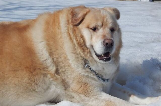 FOTO A vrut să &icirc;și eutanasieze c&acirc;inele obez, dar veterinarul a refuzat. Ce s-a &icirc;nt&acirc;mplat apoi