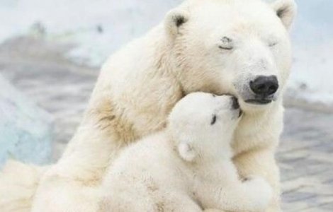  Top  Iubirea de mama: 10 imagini adorabile cu animale și puii lor