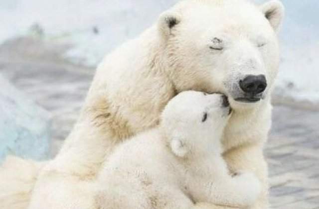 Iubirea de mama, mai presus dec&acirc;t orice: 10 imagini adorabile cu animale și puii lor