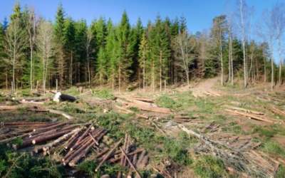 Noul Cod Silvic, aprobat:...