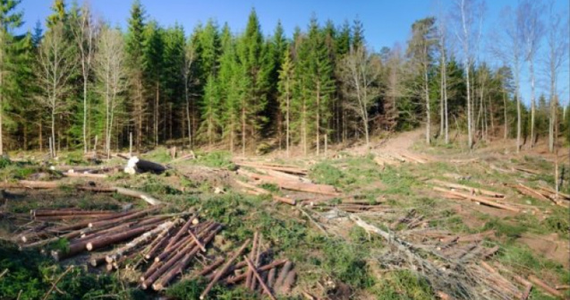 Noul Cod Silvic, aprobat: furtul de arbori devine faptă penală