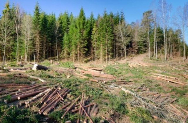 Noul Cod Silvic, aprobat: furtul de arbori devine faptă penală