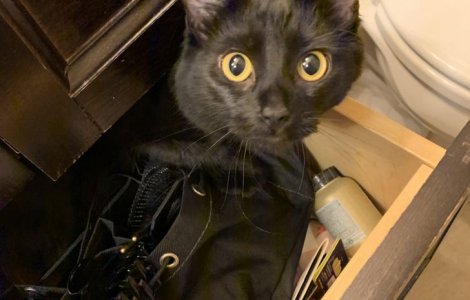  Top  Nu ai cum să nu le iubești: 10+ pisici inteligente care îți vor aduce zâmbetul pe buze