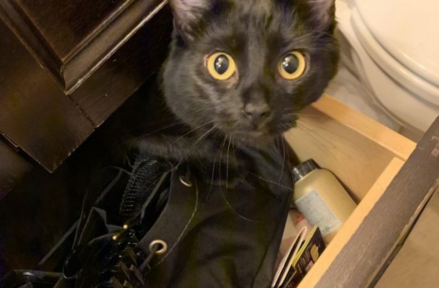 Nu ai cum să nu le iubești: 10+ pisici inteligente care îți vor aduce zâmbetul pe buze